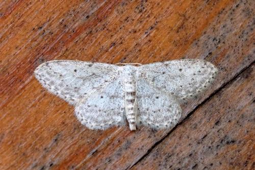 Réf. 303 468 : Idaea seriata
